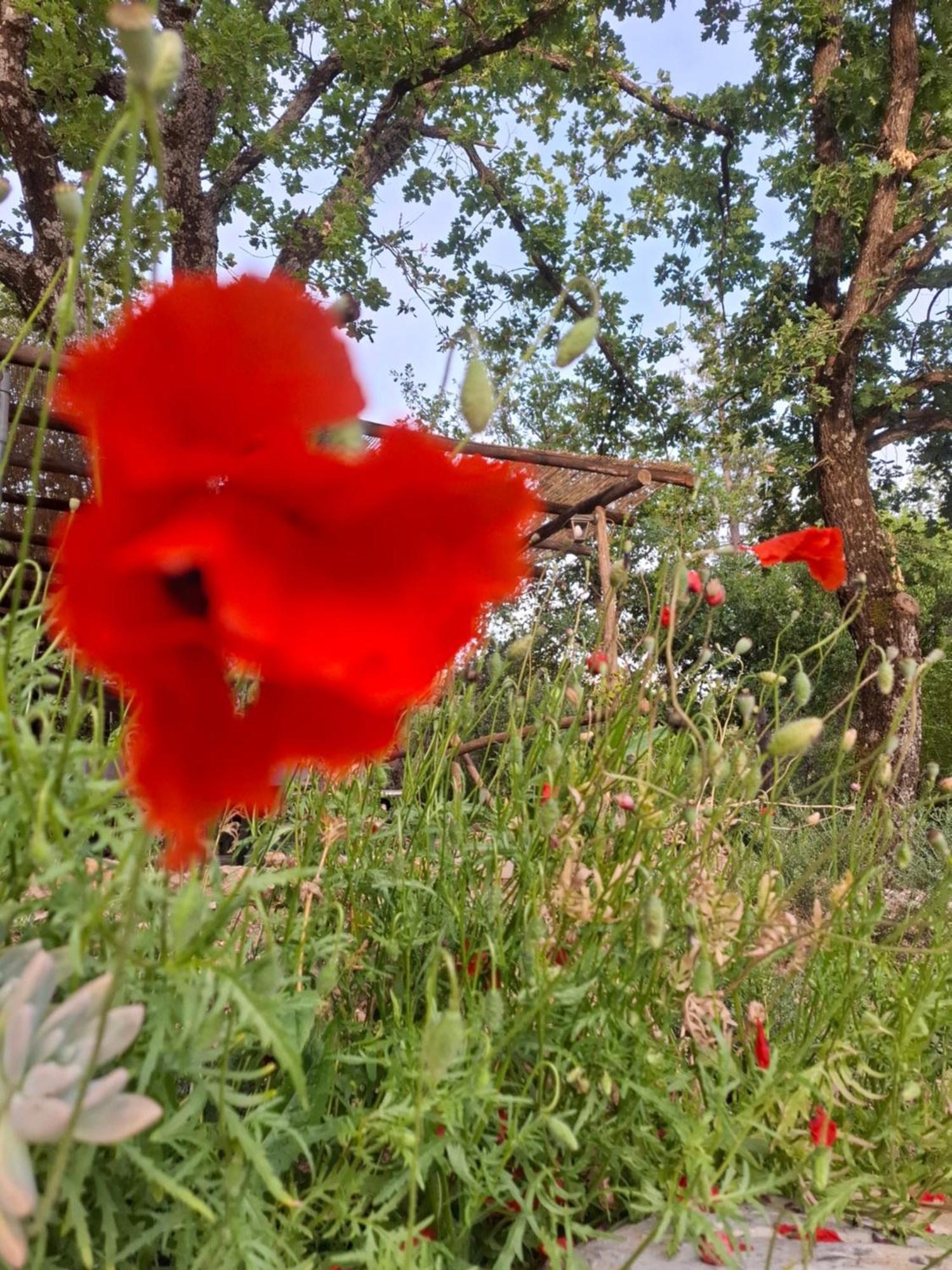 Agriturismo E Glamping Serraiola Alta Monterotondo  Εξωτερικό φωτογραφία